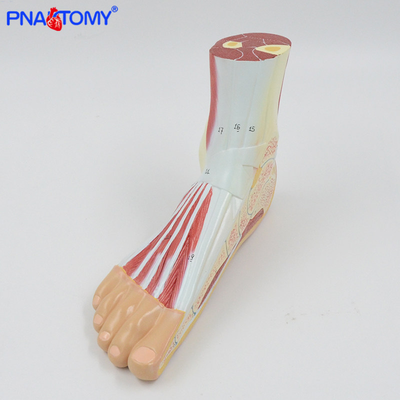 人体脚足踝关节剖面MRICT关节肌肉骨骼解剖骨科医用教学模型标本