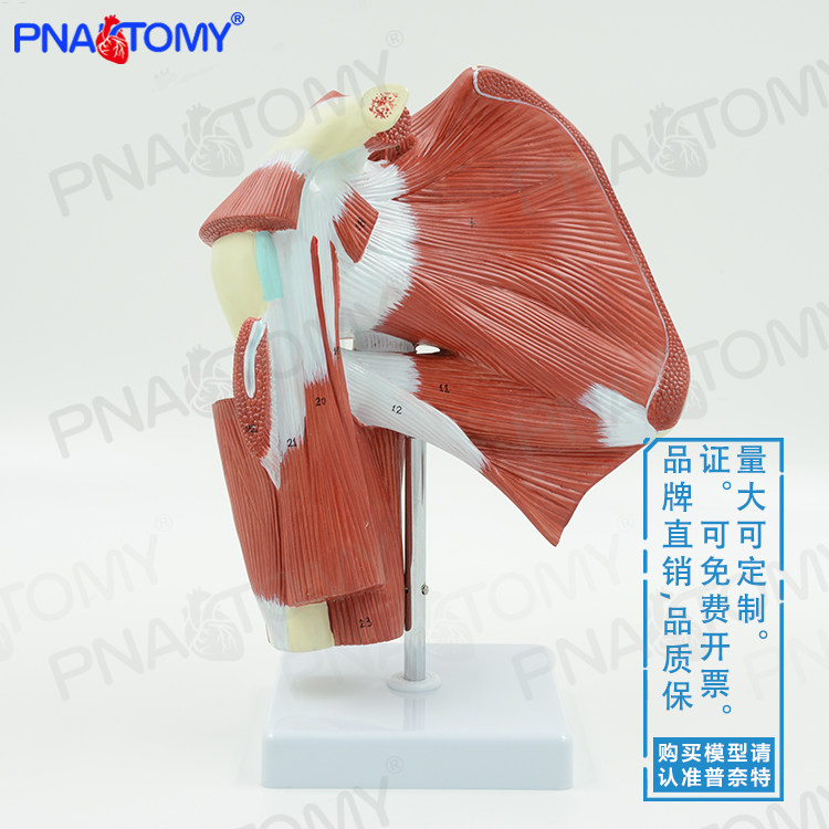 PNT-0343人体肩关节肌肉肌腱解剖模型 深层肌教学用医用器材