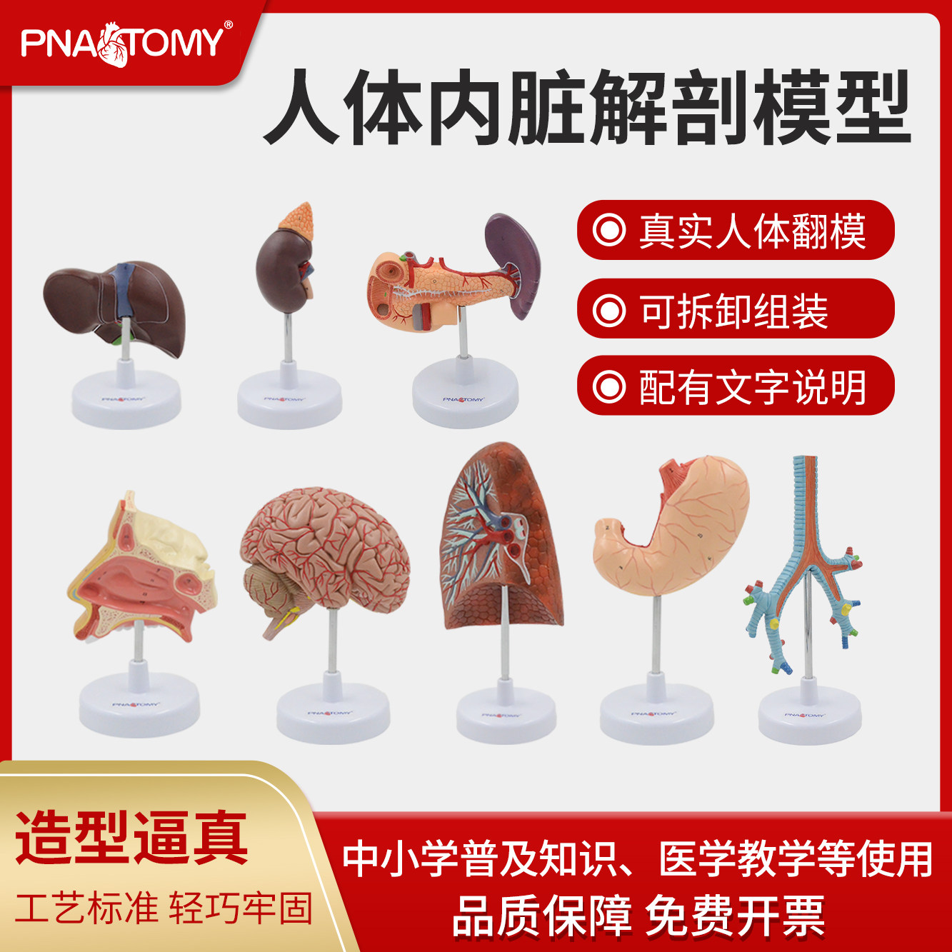 人体器官解剖模型心脏肝胃肾肺气管胰腺大脑内脏医用教学健康展示