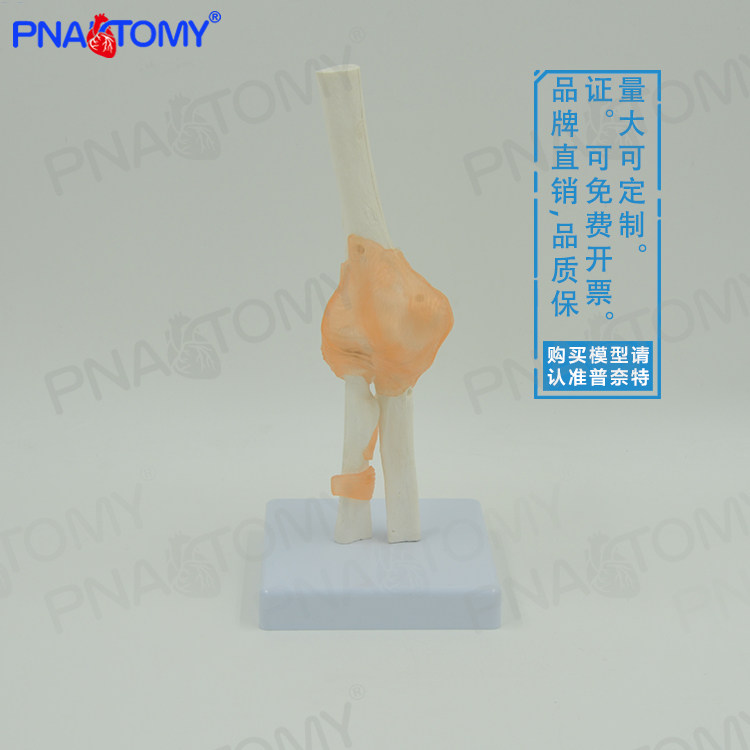 PNATOMY 肘关节模型韧带骨骼人体关节结构解剖模型一比一大医用