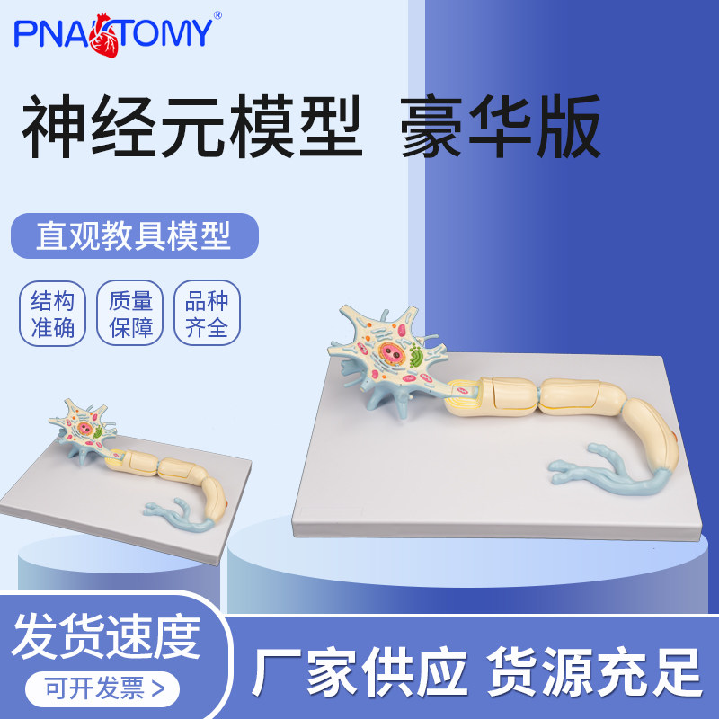 神经元放大模型 神经系统解剖 神经细胞纤维树突尼氏体生物教学
