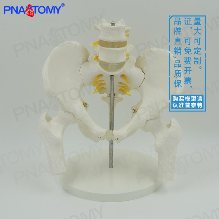 1：1男性两节腰椎带骨盆股骨脊神经模型医用教学骨科疼痛科标本