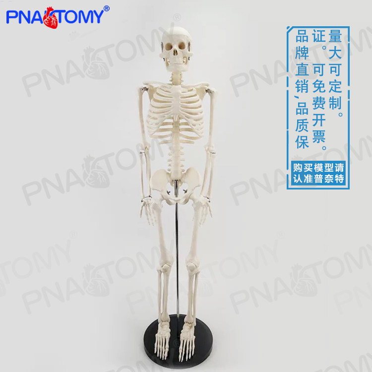 仿真人体全身骨骼模型骷髅骨架小白可拆卸医用瑜伽正骨疼痛科骨科