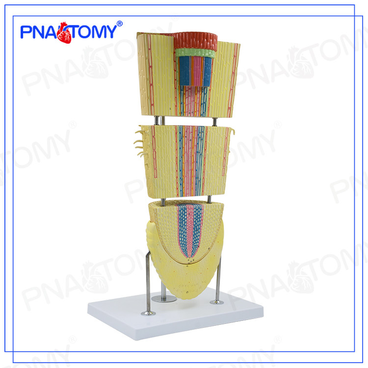 Pnatomy 植物根模型双子叶根冠模型细胞结构学校生物教学解剖模型