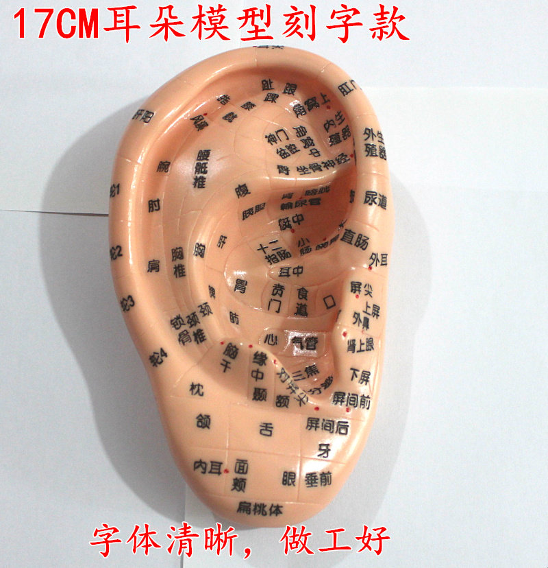 特价包邮17CM耳朵穴位模型/耳朵模型 贴耳穴贴模型耳穴笔套装