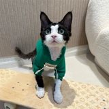 Hoiii Pet Tide Motors Конверсионное свитер дайвинг сфинкс безволосоко