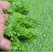 Water-grass small leaf duckweed duckweed Qingping Sesame Ping Fish Tank turtle-cylinder aquarium Landscaping Outdoor Pool to purify the air