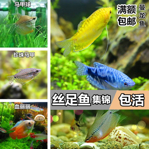 Watch Fish Yellow Mandragon Blue Man Red Dragon Lili Fish Horse Chia Ball Fish Small And Medium Tropical Fish Grass Crock Fish Pet Fish