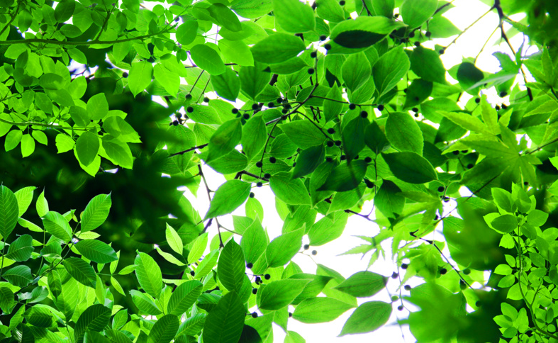 绿色 植物 绿叶