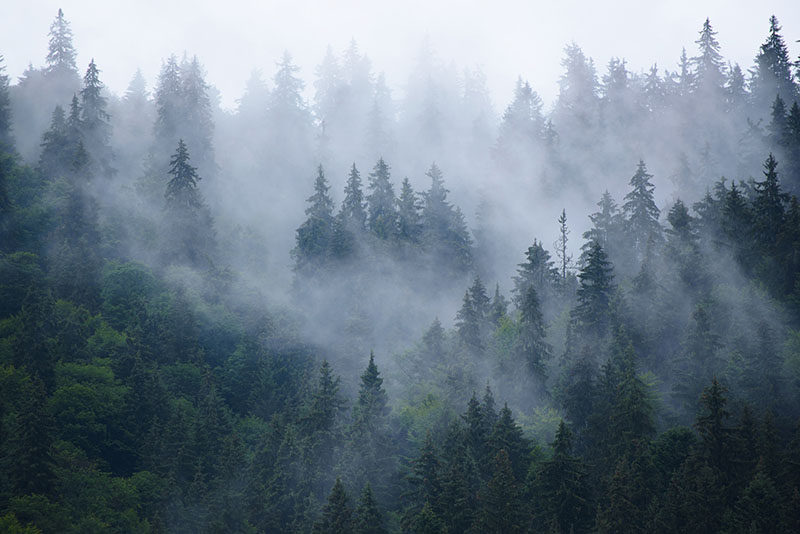 现代简约背景墙绿