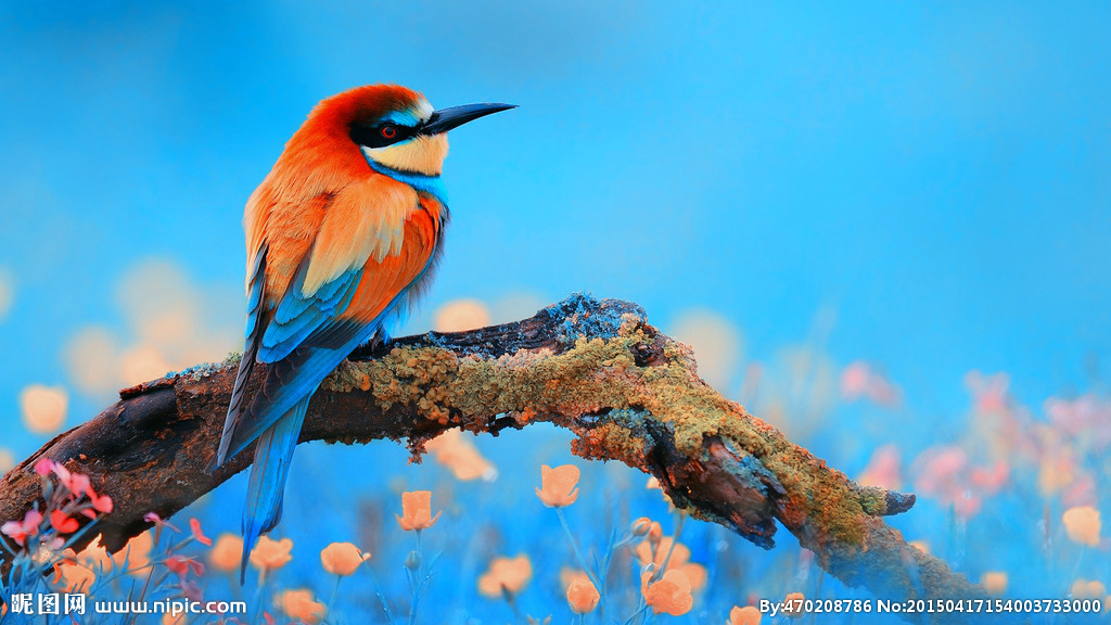 G翠鸟树枝背景墙