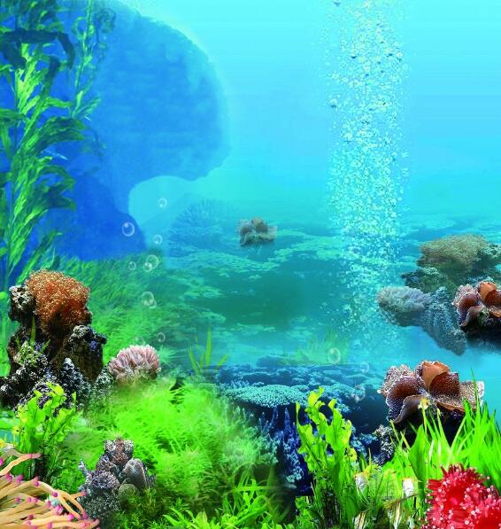 珊瑚 海底 海草