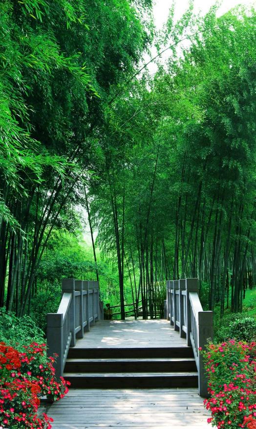 竹林石板路过道背