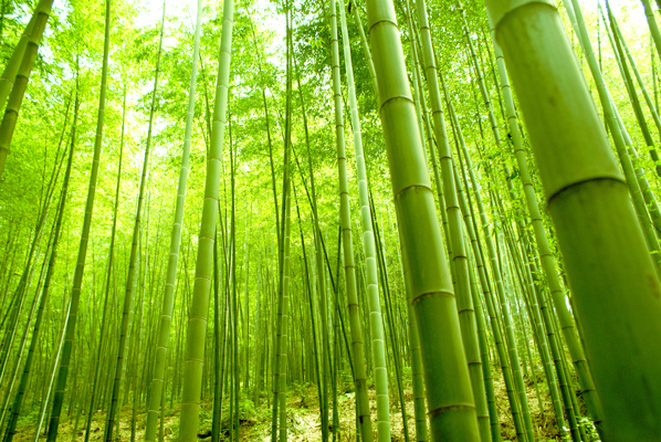 竹林背景墙竹林背