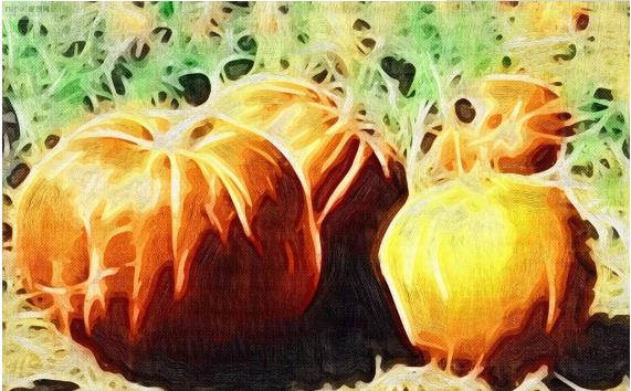 南瓜抽象画 装饰