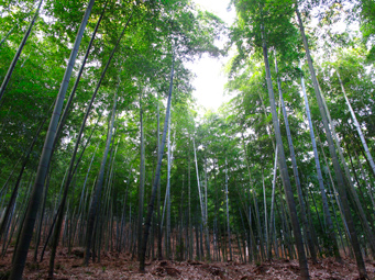 竹林背景墙竹林背