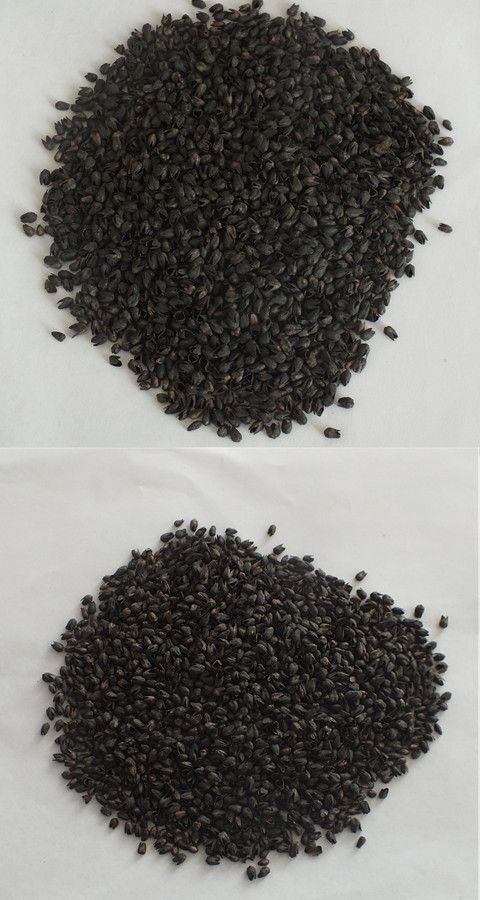 Vỏ kiều mạch số lượng lớn vỏ đắng đen vỏ kiều mạch dành cho người lớn goi cao su