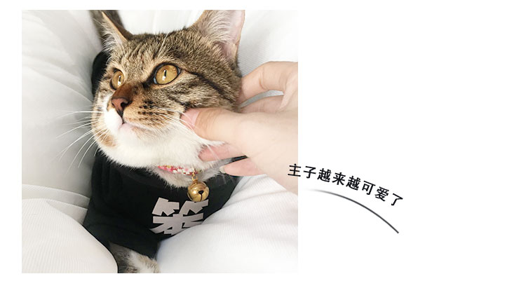 Quần áo thú cưng mùa thu và mùa đông dày lên quần áo thú cưng mèo quần áo mèo thú cưng Anh ngắn áo len thời trang áo khoác - Quần áo & phụ kiện thú cưng áo cho chó giá rẻ
