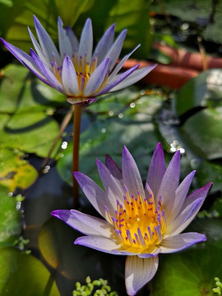 夏天太熱不知道種啥 這盆親水植物值得養 淘寶海外
