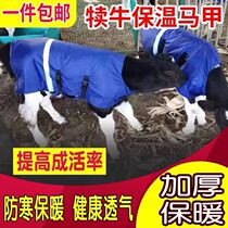 Calf Machia beginner calf thickened waterproof moisture-proof and cold-proof jacket with stomach wrap and warm Machia calf clothes