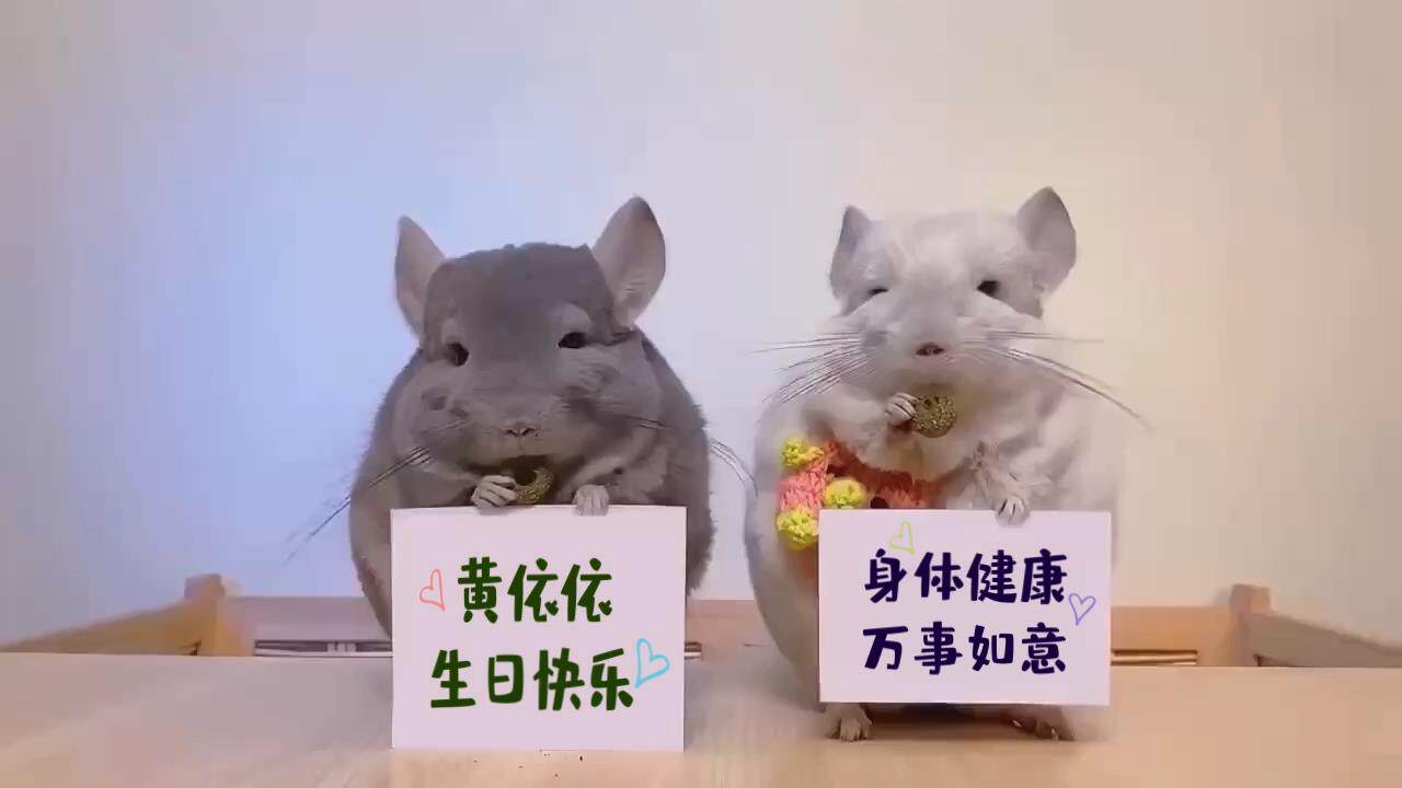 两只仓鼠举牌文字修改