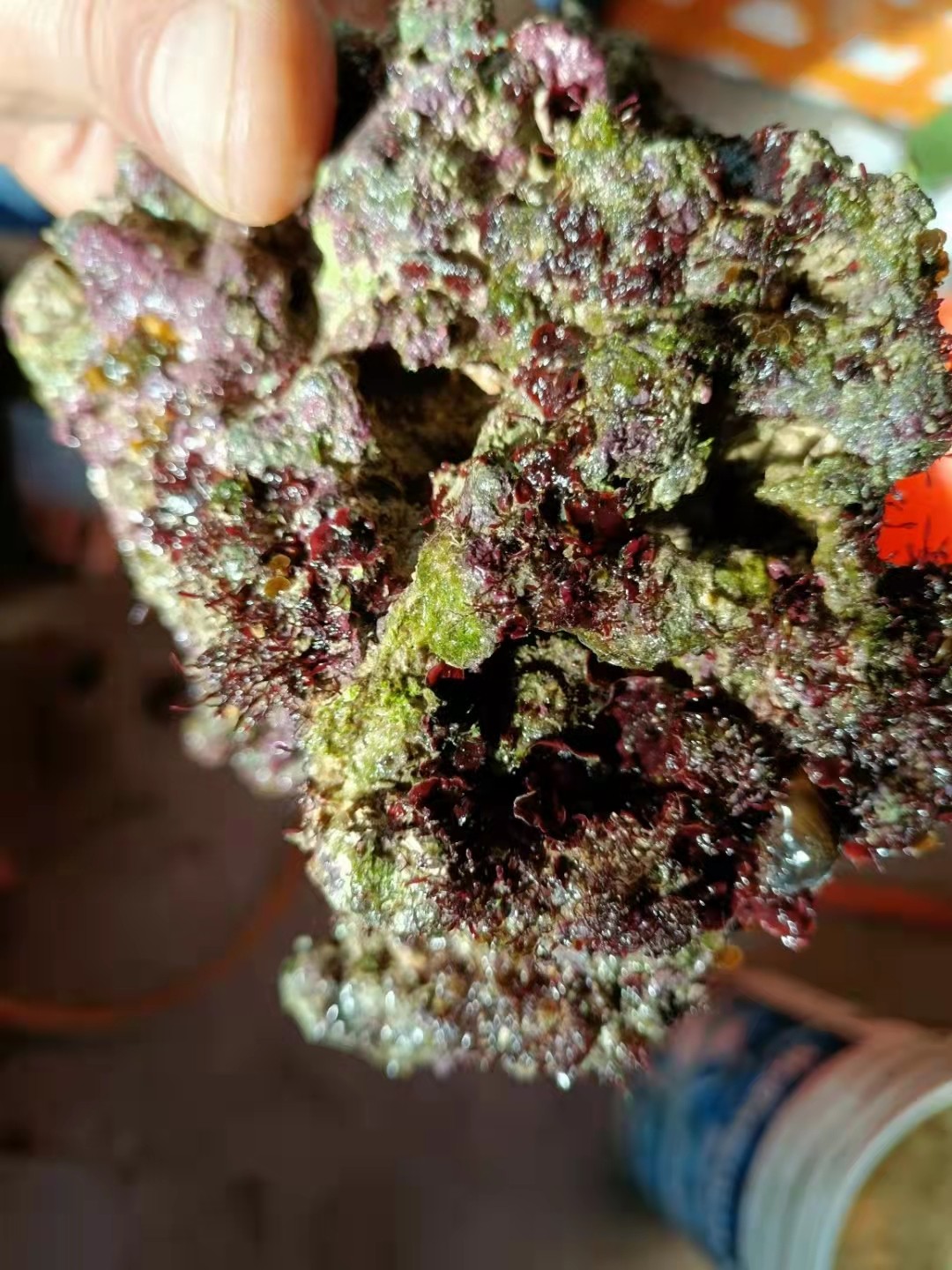 🌊揭秘海洋的秘密武器！海水缸高钙活石珊瑚缸活石开缸必备神器！💎-其它水族宠物-淘宝好物网