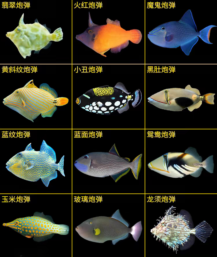 🌊 海洋风情必备，魔鬼炮弹+鸳鸯炮弹，点亮你的水族箱！ -水族服务-淘宝好物网