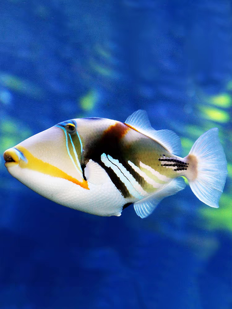 🌊 海洋风情必备，魔鬼炮弹+鸳鸯炮弹，点亮你的水族箱！ -水族服务-淘宝好物网