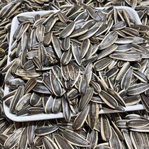 Bulk spiced sunflower seeds KTV bar Teahouse snacks