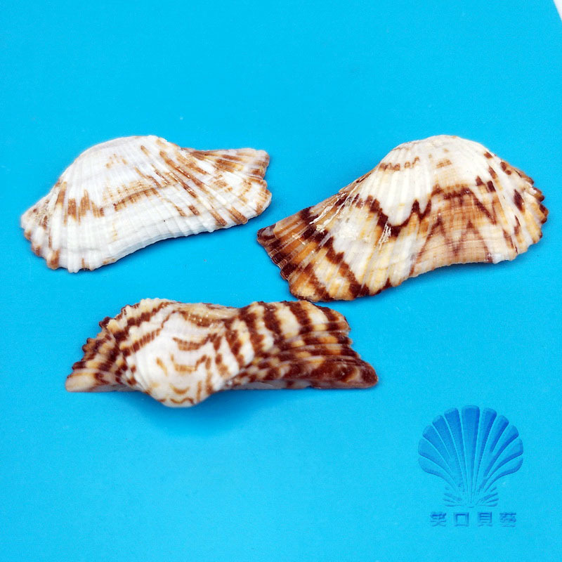 Sister Shells, Butterfly Shells, White Scallop Shells, Natural Conch Shells, Fish Tank Decorations, Mediterranean Wedding Props, DIY Materials