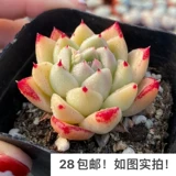 [Семь президента] Многофлезхий, кардинг, однополучаемые большие зимние облака Гибрид дю Ли тысячи штатов, есть темные узоры