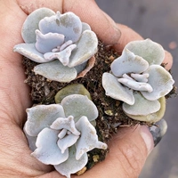 Односторонняя обертка для белых пельменей Xiaomiao, 2-3 см.