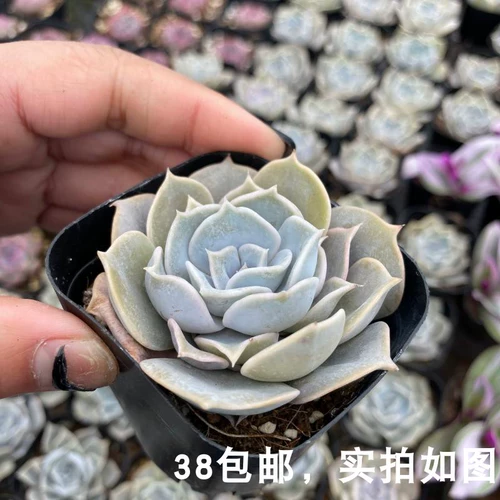 [Седьмой президент] Multi -Flesh, Лина Лотос, одно розовое и фиолетовое состояние в хорошем состоянии, растения зеленых посадных горшечных растений