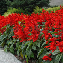 Four seasons spring garden easy-to-live flowers a string of red seeds short four-season flowering outdoor cold-resistant flowers