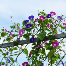 Spring outdoor easy-to-live flower seeds Morning Glory garden climbing vine plants flower flowers four seasons long flowering period