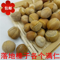 Daxinganling specialty New Wild hazelnut 500g small hazelnut full kernel (raw hazelnut snack