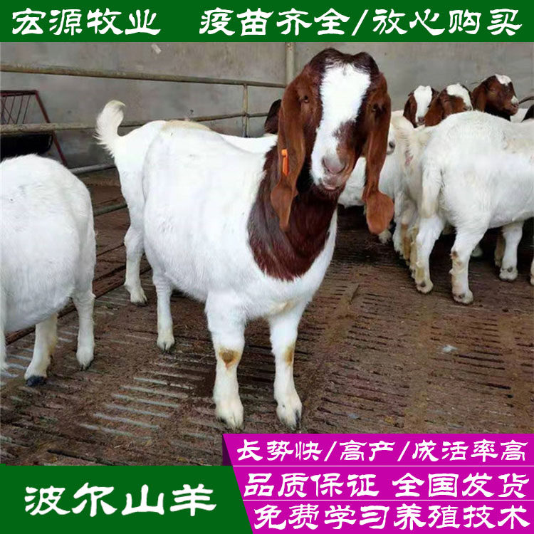 波尔山羊养殖新机遇:纯种小羊活苗羊羔种公羊怀孕母羊羊崽活羊种羊,开启致富新篇章!-羔羊-淘宝好物网