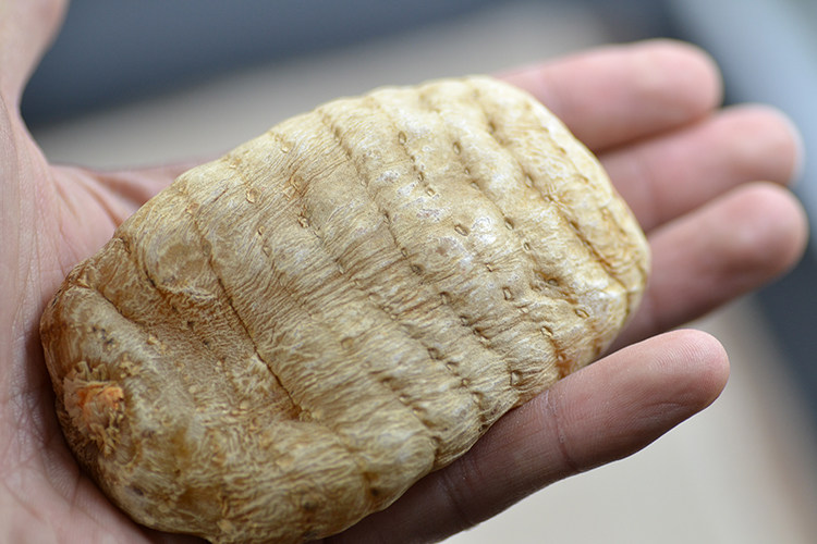 Huaxiayuan Tianma Tianma Yunnan Zhaotong Xiaocaobatian 500g 7 Zhaotong Tianma