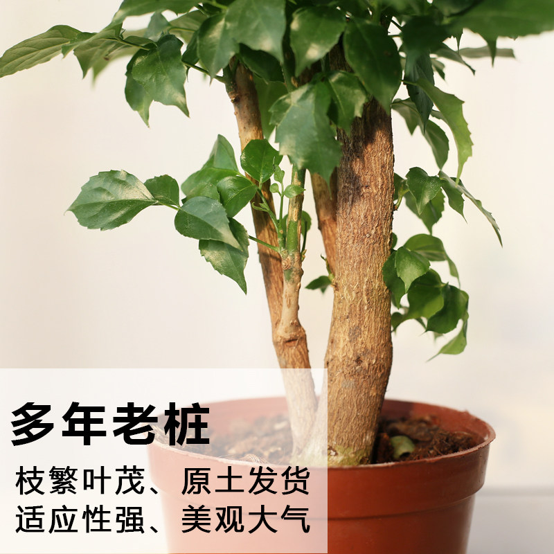 什么样的幸福树适合放在客厅净化空气？