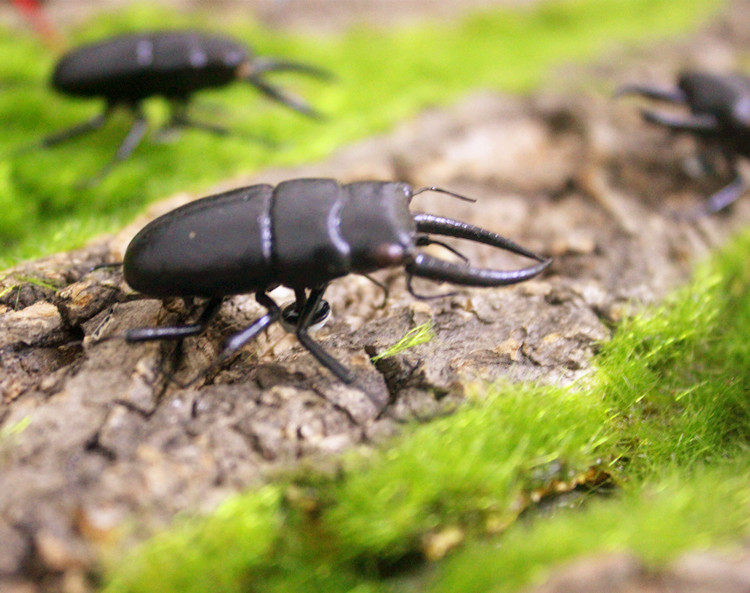 Simulation of flat stag beetle beetle clay insect refrigerator animal model baby recognition photography props toy