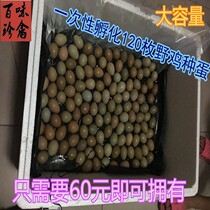 Water bed incubation machine parrot automatic temperature control device small chicken duck goose pigeon homemade egg fertilized egg