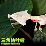 Живые домашние животные богомола