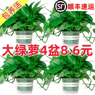 Pothos Indoor Air Purification Formaldehyde Removal for New Home Use