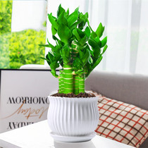 Tree planting festival gift rich and expensive bamboo plant desktop small potted gift green planting office to send teachers bestie friends