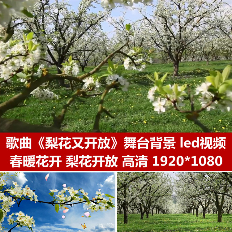 Song finished pear flower and open spring pear branches pear flower petal stage background led film material