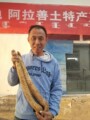 阿拉善苁蓉哥的LOGO