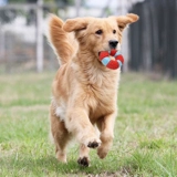 Игрушка для тренировок, интерактивный прорезыватель для правильного прикуса, домашний питомец, издает звуки