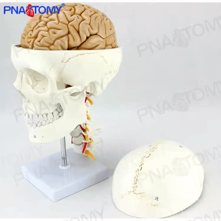 人体头颅骨大脑结构颅脑颈椎神经外科解剖模型可拆
