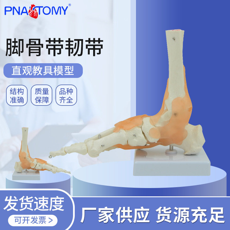 1:1脚关节模型 脚部骨骼足关节足骨脚骨模型踝关节解剖结构胫腓骨
