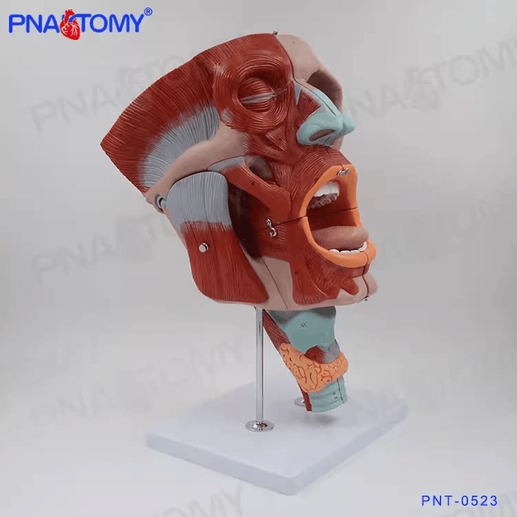 鼻口咽喉腔模型 放大版鼻腔模型喉模型眼模型